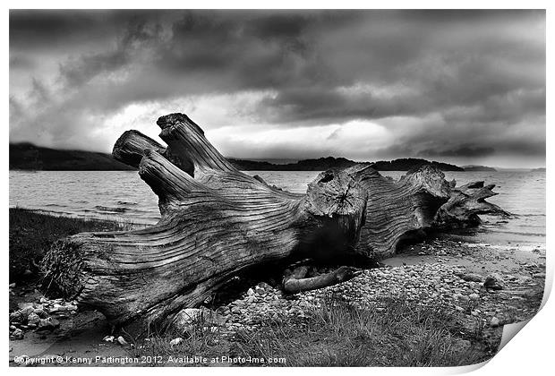 Driftwood Print by Kenny Partington