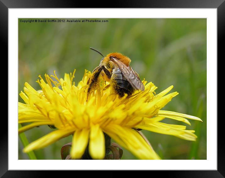 A busy bee Framed Mounted Print by David Griffin