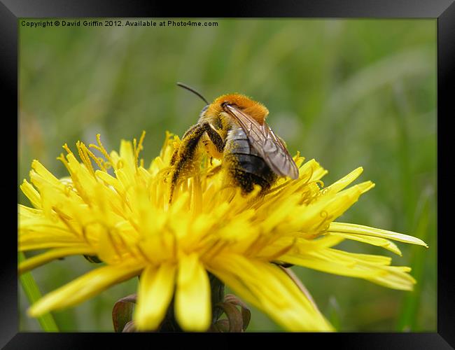 A busy bee Framed Print by David Griffin