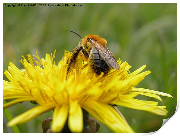 A busy bee Print by David Griffin