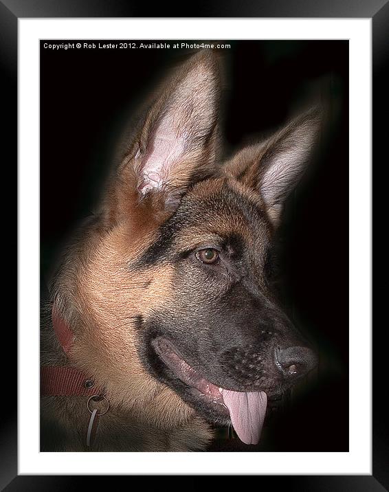 Paco the Shepherd Framed Mounted Print by Rob Lester