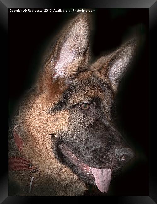 Paco the Shepherd Framed Print by Rob Lester