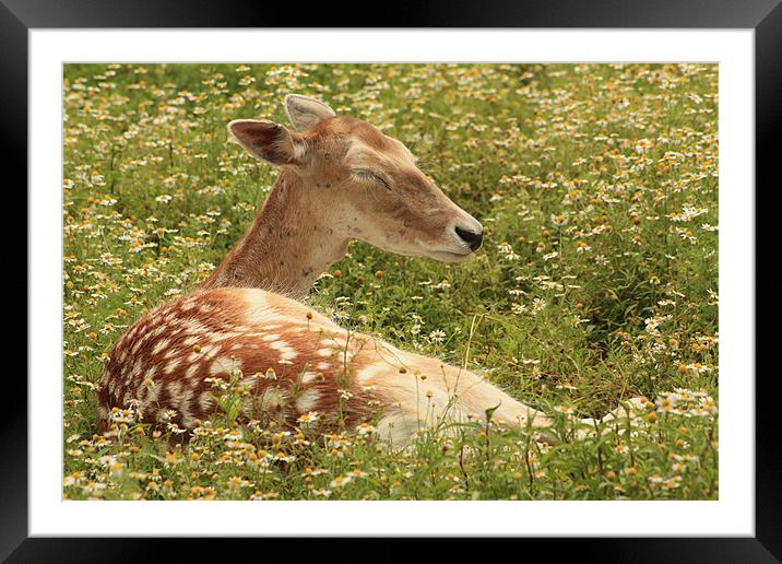 Deer in the Daisies Framed Mounted Print by Albert Gallant
