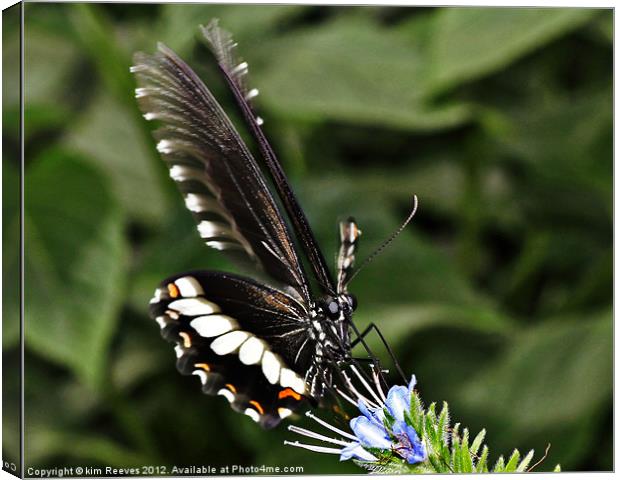 butterfly Canvas Print by kim Reeves