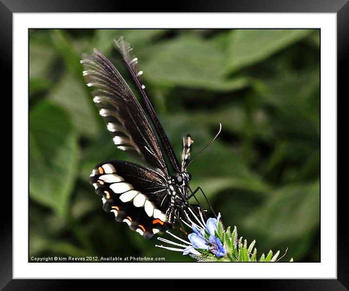 butterfly Framed Mounted Print by kim Reeves