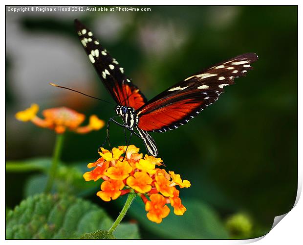 Butterfly Print by Reginald Hood