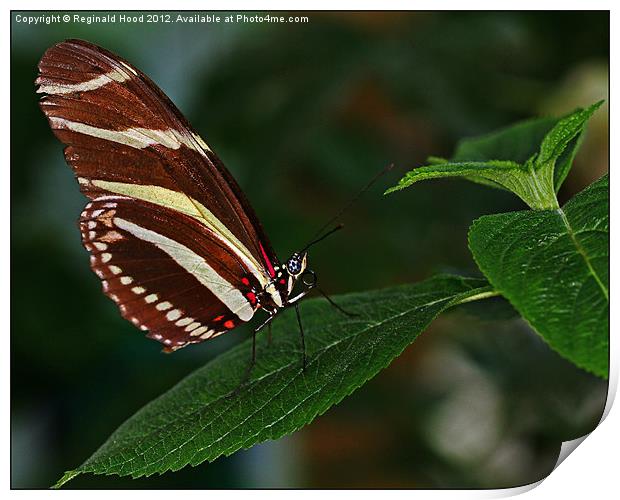 Zebra Longwing Print by Reginald Hood