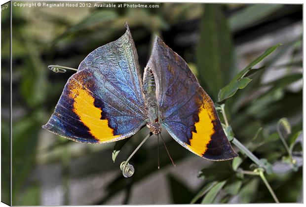 Butterfly Canvas Print by Reginald Hood