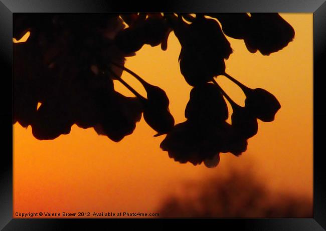 Flowers against orange sky Framed Print by Valerie Brown