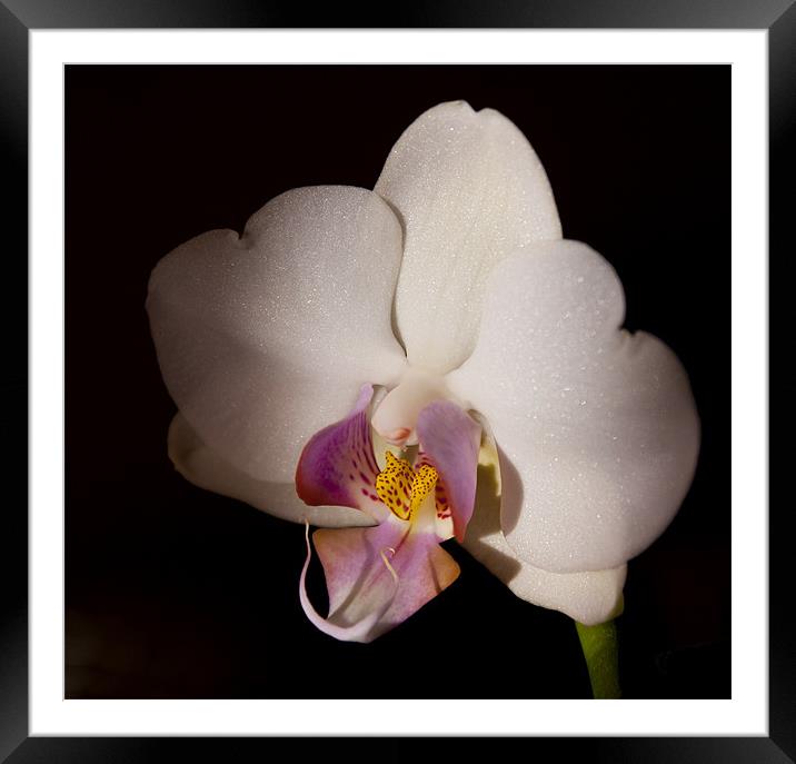White Orchid Framed Mounted Print by claire lukehurst