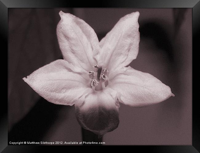 In Bloom Framed Print by Bristol Canvas by Matt Sibtho