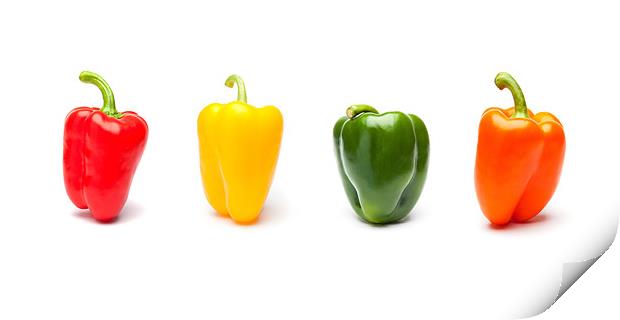 Vibrant Panorama of Rainbow Bell Peppers Print by David Tyrer