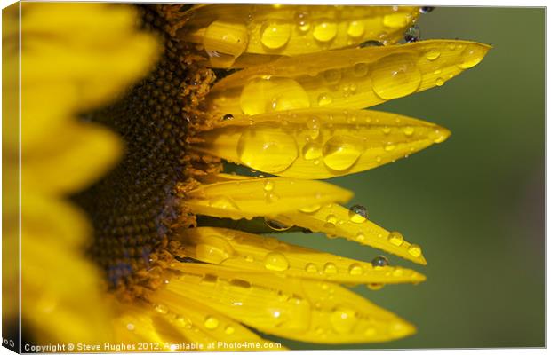 Sunflower after the rain Canvas Print by Steve Hughes