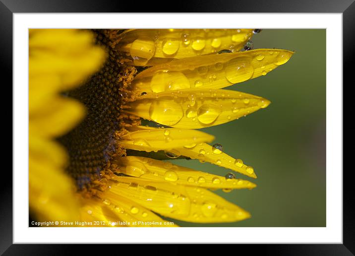 Sunflower after the rain Framed Mounted Print by Steve Hughes