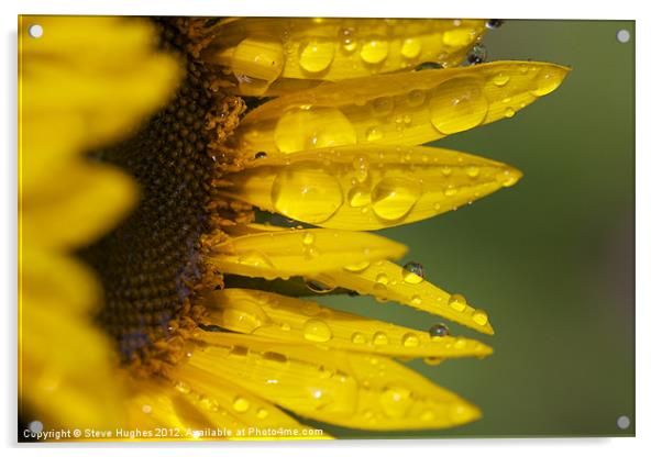 Sunflower after the rain Acrylic by Steve Hughes