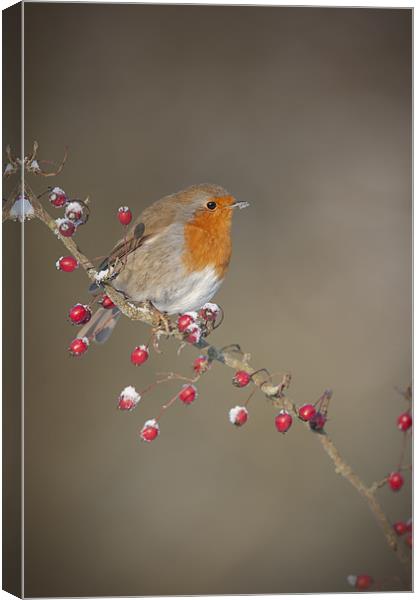 Robin's Berries Canvas Print by Natures' Canvas: Wall Art  & Prints by Andy Astbury