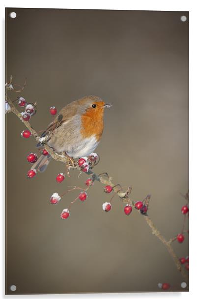 Robin's Berries Acrylic by Natures' Canvas: Wall Art  & Prints by Andy Astbury