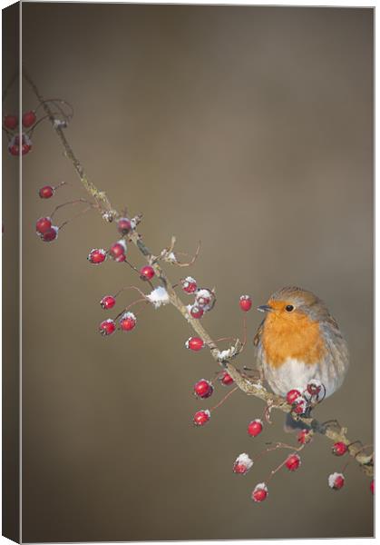 They're All Mine Canvas Print by Natures' Canvas: Wall Art  & Prints by Andy Astbury