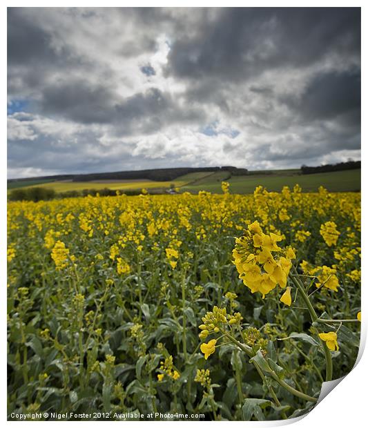 Wiltshire spring landscape Print by Creative Photography Wales