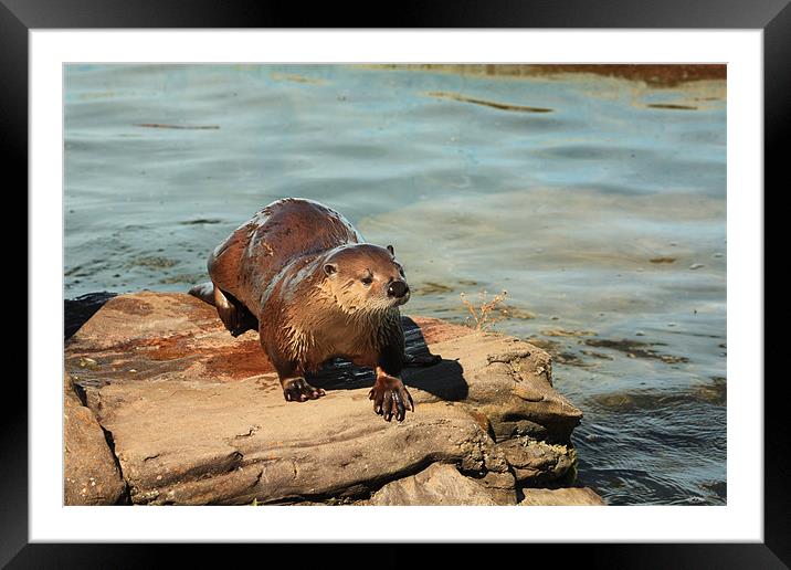 Otter Framed Mounted Print by Albert Gallant