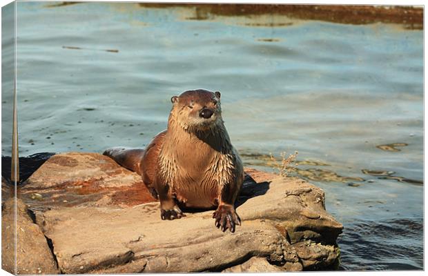 Otter time Canvas Print by Albert Gallant