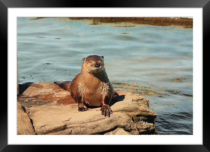 Otter time Framed Mounted Print by Albert Gallant