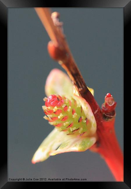 Salix Flamingo  - Dappled Willow Framed Print by Julie Coe