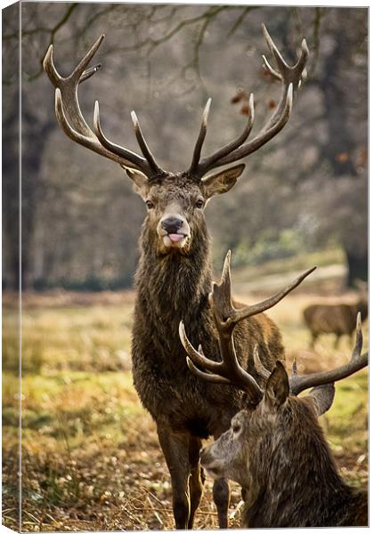 Stag with its tongue out Canvas Print by Luke Addison