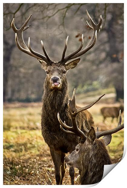Stag with its tongue out Print by Luke Addison