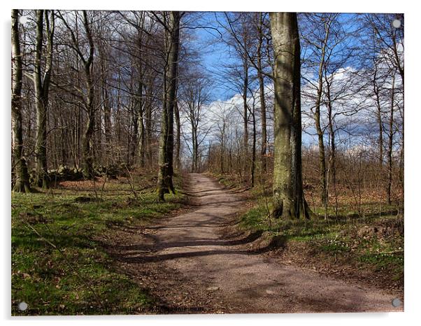 Stehag Forest Path 1 Acrylic by Sarah Osterman