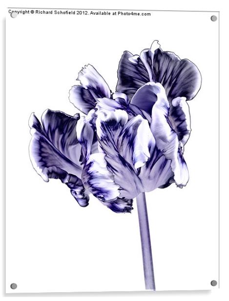 Tulipa Super Parrot Acrylic by Richard Schofield