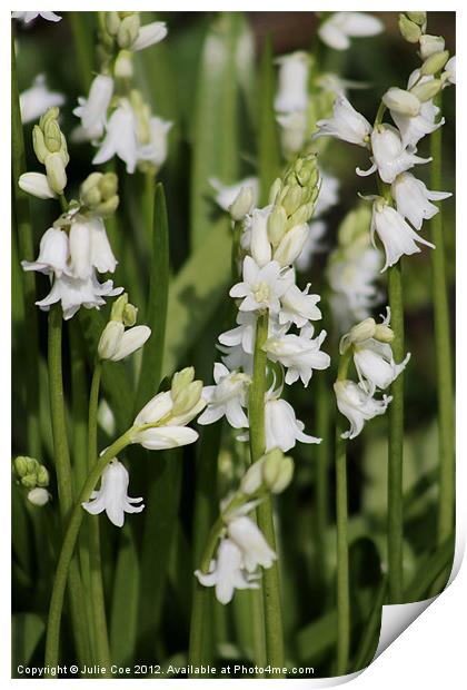 White Bluebells Print by Julie Coe