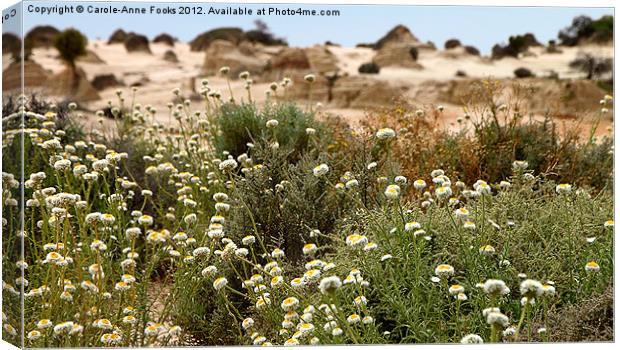 Wildflowers at Mungo Canvas Print by Carole-Anne Fooks