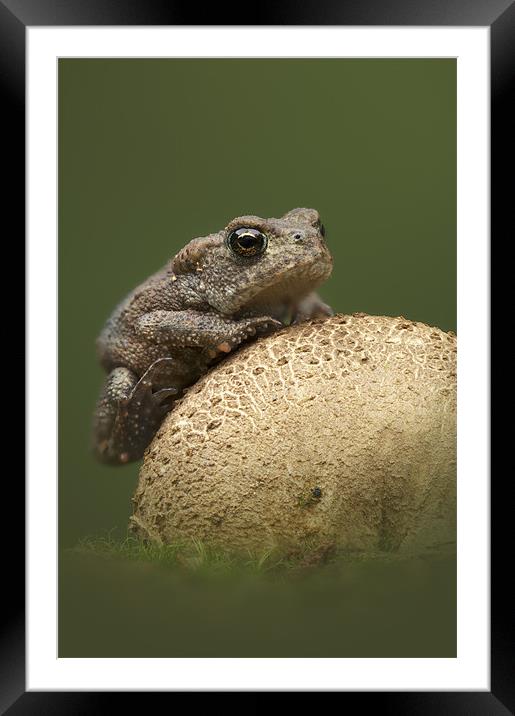 Common Toad Framed Mounted Print by Natures' Canvas: Wall Art  & Prints by Andy Astbury