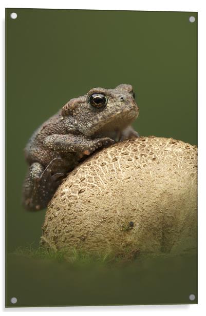 Common Toad Acrylic by Natures' Canvas: Wall Art  & Prints by Andy Astbury