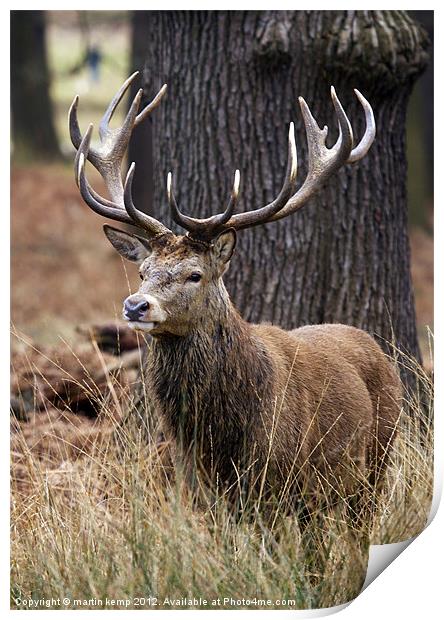 Red Deer Stag Print by Martin Kemp Wildlife