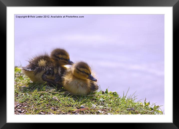 New chicks on the block Framed Mounted Print by Rob Lester