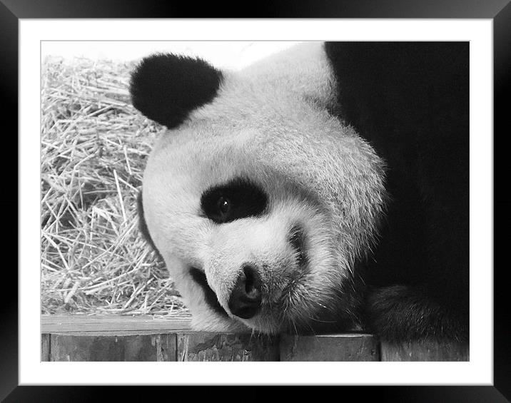 Giant Panda lying down Framed Mounted Print by Linda More