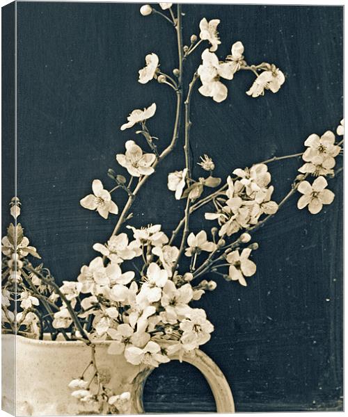 A jug of blossom Canvas Print by Cathy Pyle