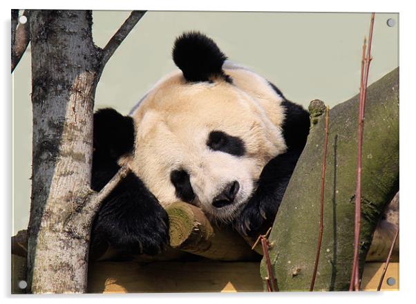 Giant Panda sleeping Acrylic by Linda More