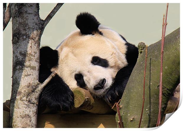 Giant Panda sleeping Print by Linda More