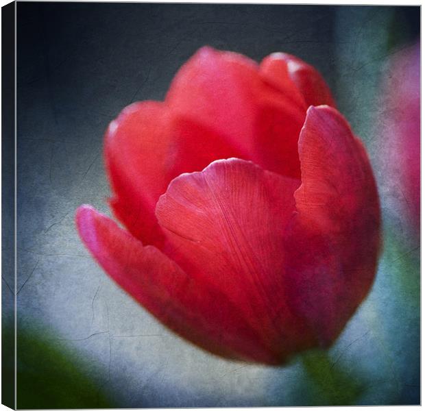 Red Tulip Canvas Print by James Rowland