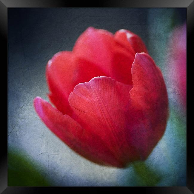 Red Tulip Framed Print by James Rowland