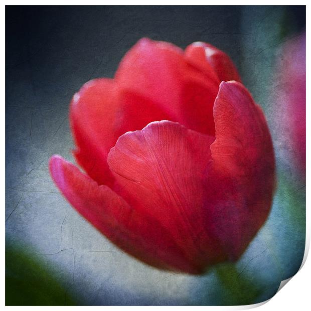 Red Tulip Print by James Rowland