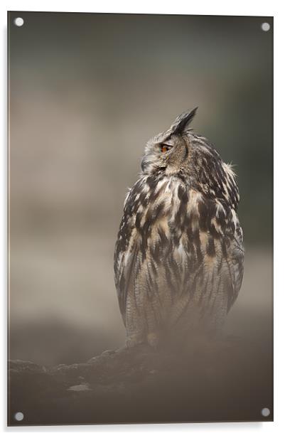Eagle Owl Acrylic by Natures' Canvas: Wall Art  & Prints by Andy Astbury