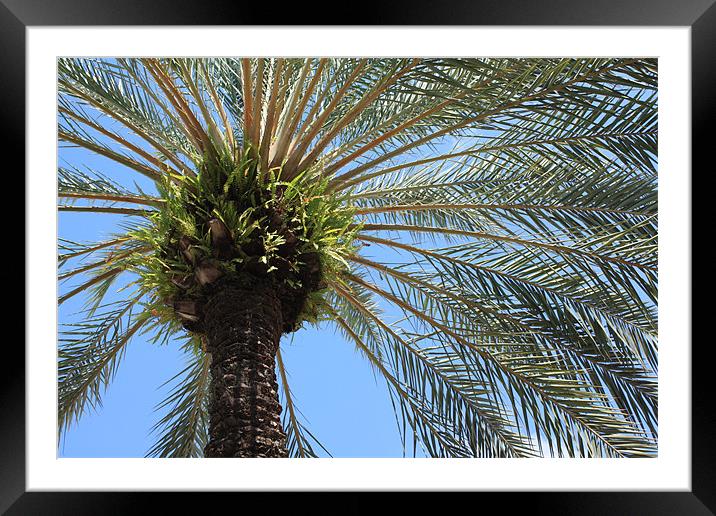 Palm tree Framed Mounted Print by Albert Gallant