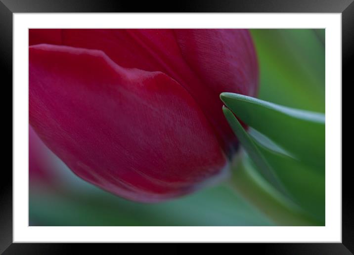 Red tulip Framed Mounted Print by Cathy Pyle