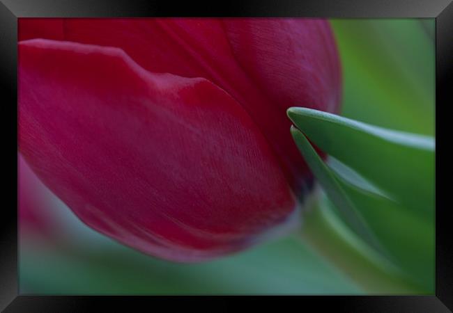 Red tulip Framed Print by Cathy Pyle