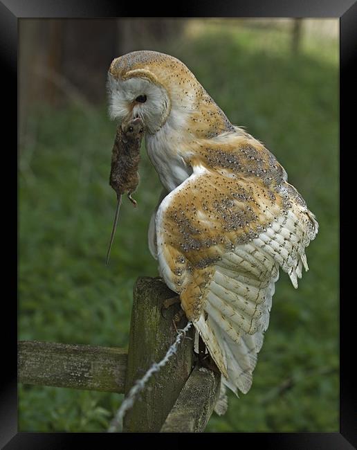 Barn Owl (Tyto alba) Framed Print by Peter Oak