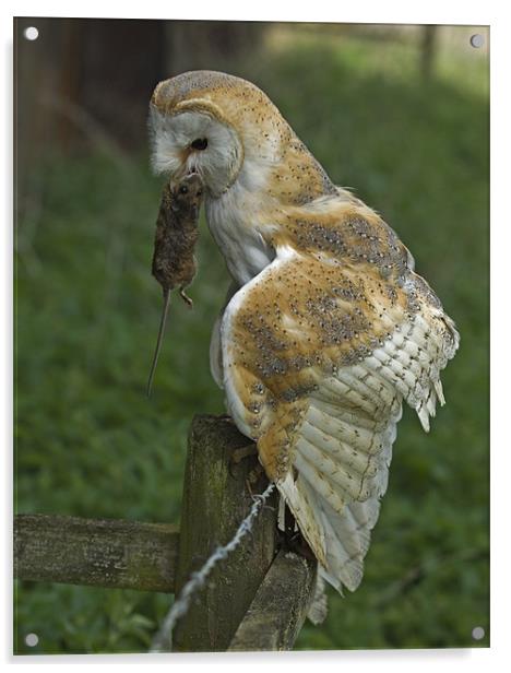 Barn Owl (Tyto alba) Acrylic by Peter Oak